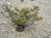 Ariocarpus fissuratus