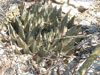 Ariocarpus retusus