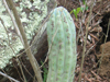 Cipocereus bradei