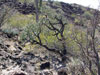 Cylindropuntia cholla