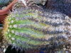 Copiapoa decorticans