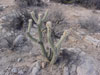 Cylindropuntia ganderi