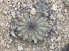 Copiapoa grandiflora