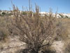 Cylindropuntia leptocaulis