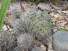 Thelocactus hastifer