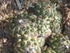 Coryphantha salinensis