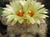 Coryphantha sulcolanata