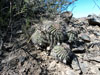 Echinopsis aurea