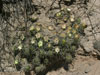 Echinocereus enneacanthus