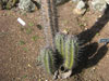 Echinopsis escayachensis