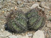 Echinocactus horizonthalonius