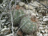 Echinocactus horizonthalonius