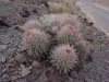 Echinocactus polycephalus