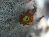 Echinocereus russanthus