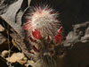 Echinocereus russanthus