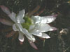 Echinopsis smrziana