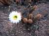 Echinopsis strigosa