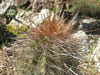 Echinopsis tarijensis