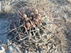 Echinocactus texensis