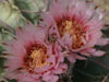 Echinocactus texensis