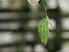 Epiphyllum thomasianum