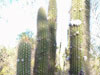 Echinopsis x cabrerae
