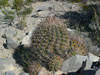 Ferocactus hamatacanthus