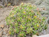 Ferocactus robustus