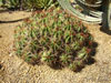 Ferocactus robustus