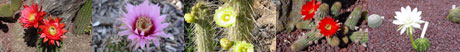 cactus pictures Geographic Distribution Search Cacti of The Western Hemisphere 