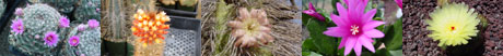 cactus pictures Cacti or Not -Many Succulents Look Like Cactus, But Are Not 