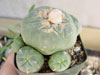 Lophophora diffusa