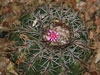 Melocactus curvispinus