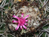 Melocactus curvispinus