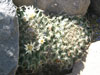 Mammillaria heyderi