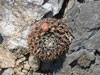 Mammillaria heyderi