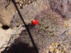 Mammillaria hutchisoniana