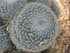 Mammillaria klissingiana