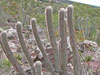 Micranthocereus purpureus