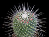 Mammillaria spinosissima