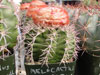 Melocactus violaceus