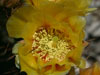 Opuntia engelmannii