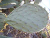 Opuntia laevis