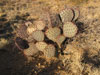 Opuntia macrocentra