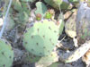 Opuntia phaeacantha