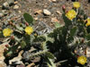 Opuntia phaeacantha