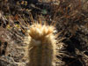 Pilosocereus machrisii