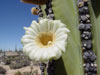 Pachycereus pringlei