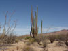 Pachycereus pringlei