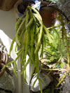 Rhipsalis micrantha
